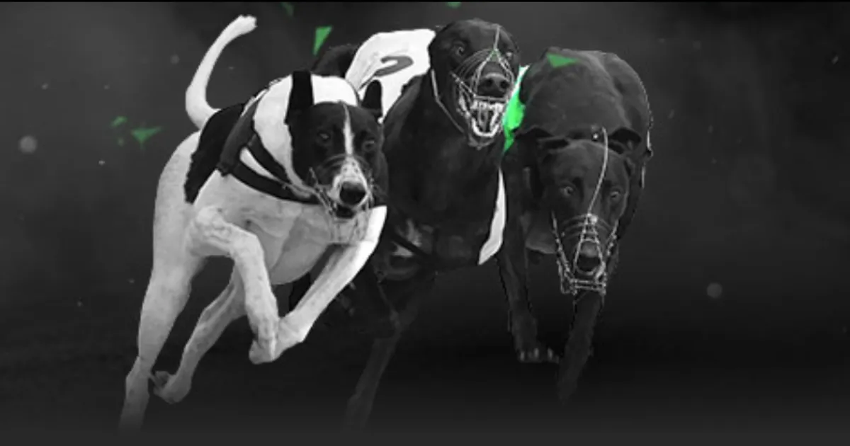 全红婵,无论谁夺冠,中国选手得,55125中国彩吧,彩票平台,在线购彩,快速投注,彩票分析